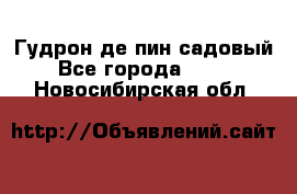 Гудрон де пин садовый - Все города  »    . Новосибирская обл.